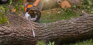 Trusted Jonesville, VA Tree Services Experts