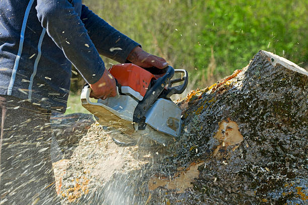 How Our Tree Care Process Works  in Jonesville, VA